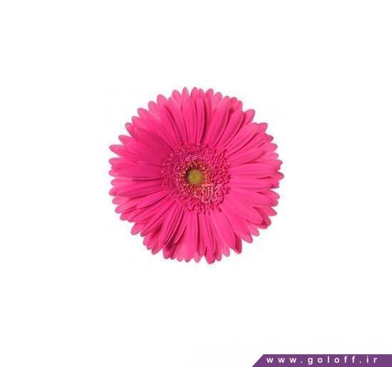 گل ژربرا آمارانتا - Gerbera | گل آف